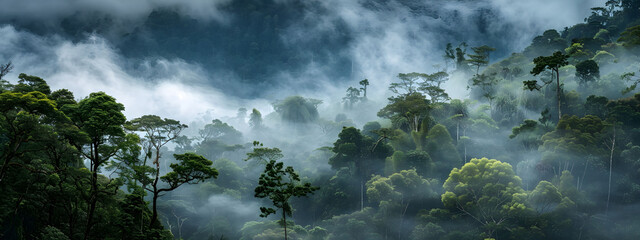 Wall Mural - Panoramic view of misty rainforest trees with fog and rays, showcasing the natural beauty of a lush tropical rainforest canopy. Drone view with copy space.