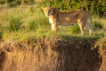 Wall Mural - lioness ( panthera leo leo) walking in the golden light of the morning sun, olare motorogi conservan