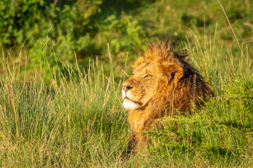 Wall Mural - male lion ( panthera leo leo) enjoying the golden light of the morning sun, olare motorogi conservan
