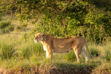 Wall Mural - lioness ( panthera leo leo) enjoying the golden light of the morning sun, olare motorogi conservancy
