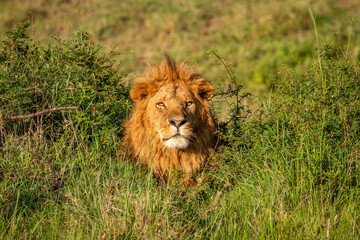 Wall Mural - male lion ( panthera leo leo) relaxing in the golden light of the morning sun, olare motorogi conser