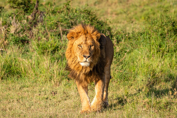 Wall Mural - male lion ( panthera leo leo) walking in the golden light of the morning sun, olare motorogi conserv