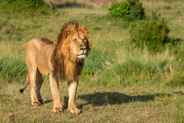 Wall Mural - male lion ( panthera leo leo) walking in the morning sun, olare motorogi conservancy, kenya.