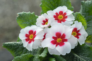 Wall Mural - blooming white primrose with red center. space for your text.