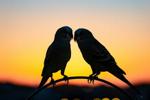 Two Couple Silhouetted Budgerigars At Dusk With A Sunset Backdrop
