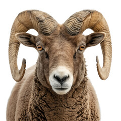 Horned sheep isolated on transparent background