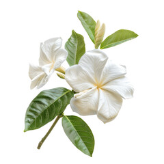 Jasmine flower isolated on transparent background