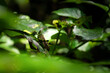 Versteckspiel: Grashüpfer zwischen den Blättern eines Gebüsches