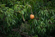Fruchtbarer Regenwald: Orange Frucht in der Baumkrone