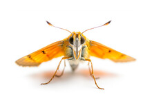 Beautiful Essex Skipper Butterfly Isolated On A White Background. Side View