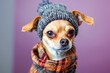 © pisan - Cute Chihuahua Dog Dressed in Warm Winter Clothes, Knitted Hat and Scarf, Looking at Camera with Expressive Eyes Against a Soft Colored Background