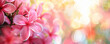 Pink Plumeria Banner, Tropical Flower Frangipani Lei Garland Close Up. Traditional Hawaiian Symbol. Lei Day In Hawaii Concept
