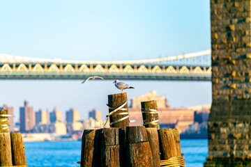 Canvas Print - beautiful sunset over manhattan with manhattan and brooklyn bridge. Brooklyn Bridge with skyscrapers behind