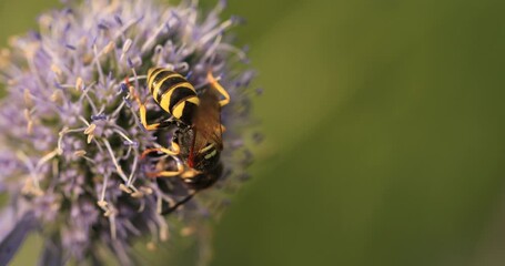 Sticker - Winged Wonder: Wild Bee's Fascination with Floral Beauty