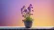  A stunning image showcases a vibrant potted plant boasting purple blossoms set against a captivating backdrop of purple and yellow walls, further enhanced by the soft pink and purple