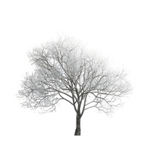 Snow Covered Tree Isolated On White
