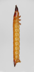 Wireworm, larva of Mouse grey Click Beetle (Agrypnus murinus), Elateridae.  Wireworms are  important pests that feed on plant roots. A side view of the larvae.