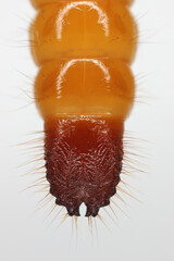 Canvas Print - Wireworm, larva of Mouse grey Click Beetle (Agrypnus murinus), Elateridae.  Wireworms are  important pests that feed on plant roots. Insect on the soil. The characteristic end of the larva's body.