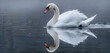 A snow-white swan gliding gracefully across a tranquil pond, its reflection mirroring the purity of its form in the still waters below