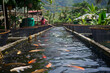 Fish breeding farm. A man is feeding fish in a pond. The pond is filled with fish and has a lot of plants