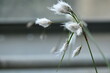 dandelion head in the wind