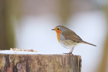 Wall Mural - A cute redbrest sits on a tree stump. Winter scene with a european robin.  Erithacus rubecula