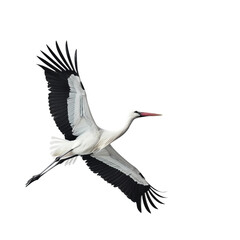 Wall Mural - white stork in flight