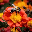 Bumblebee collecting pollen from an orange poppy flower in a garden