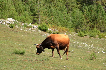 Wall Mural - Brown cow with horns in National Park Valbona, Albania