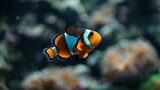 Fototapeta Do akwarium -  Two clownfish, one orange and one white, swim in a coral reef