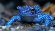  Blue-and-white frog with spots on its body and a black spot on its face in a close-up