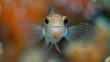   a fish's face, with no distractions in either the foreground or background