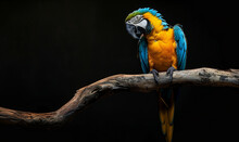Macaw Bird Perched On Dry Branch On Black Background