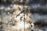 Fototapeta  - Trawa nad wodą w blikach słońca wschodzącego. Zima i mróz. 