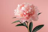 Fototapeta Na drzwi - Beautiful fresh peony flower isolated on pink background