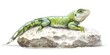 Green Lizard Basking on Rock,Dreaming of Insect Feasts,Illustrated in Natural Environment