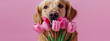Golden Retriever Admiring Pink Tulips on Pink Background
