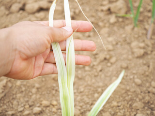 Sugarcane white leaf disease. Concepts about pesticides.