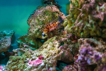 Wall Mural - Tropical marine fish on a coral reef.