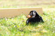 cute little dachshund puppy dog outside in nature on grass
