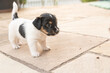 Little Jack Russell Terrier puppy dog outdoors - 4 weeks old