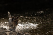 contrastive: small jack russell terrier engaging in waterside activities in dark, backlit environment