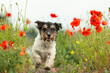 Funny small tricolor Jack Russell Terrier dog in a beautiful blooming poppy meadow is running