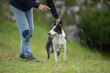 obedient intelligent border collie dog is trained by a trainer who is also his owner