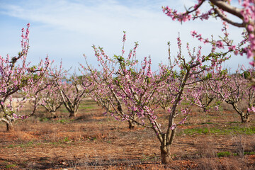 pink almond or peach trees in bloom. Agriculture industry  garden or orchard in Spain.  