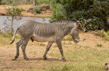 Fototapeta Sawanna - Zébre de Grévy, Equus grevyi grevyi, Parc national de Samburu, Kenya
