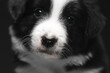 Close-up of a small black and white puppy. The nose and mustache are in focus. Border collie breed.