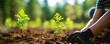 hand planting young plant environment concept
