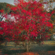 the red tree in the park