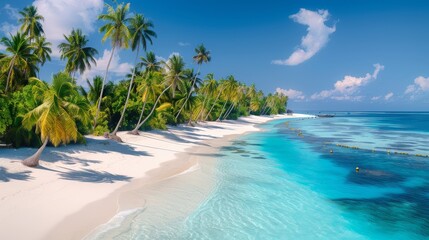 Wall Mural - A beautiful beach with palm trees and a clear blue sky